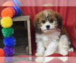 Small #3 Cavachon