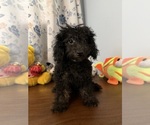 Yorkipoo puppie - Male Yorkipoo Puppy for Sale - Photo #12