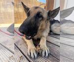 Small #1 German Shepherd Dog Mix