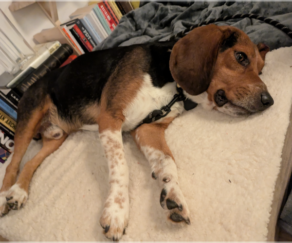 Medium Photo #4 Beagle-Unknown Mix Puppy For Sale in Brooklyn, NY, USA