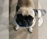 Small Pug