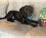 Small #2 Labrador Retriever Mix