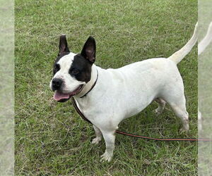 Bumper - Male Bulldog Dog for Adoption - Photo #3