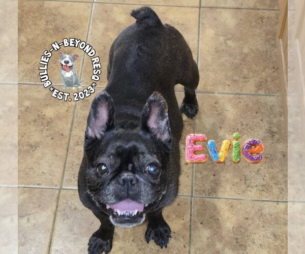 Medium Photo #1 French Bulldog Puppy For Sale in Omaha, NE, USA