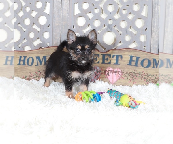 Medium Photo #2 Yoranian Puppy For Sale in MOUNT VERNON, OH, USA