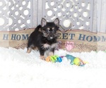 Small #1 Yoranian