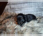 Small #2 Dachshund