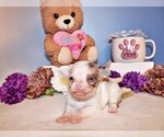 Puppy Nivo Chihuahua