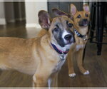 Small Photo #4 Shepradors Puppy For Sale in Princeton, MN, USA