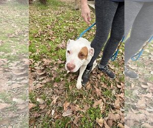 American Pit Bull Terrier-Unknown Mix Dogs for adoption in Albemarle, NC, USA