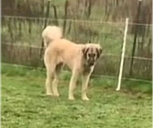 Anatolian Shepherd-Unknown Mix Dogs for adoption in Higley, AZ, USA