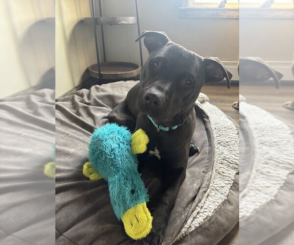 Medium Photo #4 American Staffordshire Terrier-Unknown Mix Puppy For Sale in Shermans Dale, PA, USA