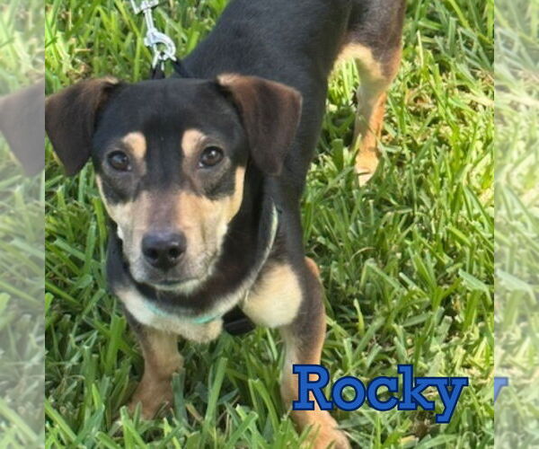 Medium Photo #12 Dachshund Puppy For Sale in San Antonio, TX, USA