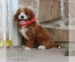 Small #1 Goldendoodle (Miniature)