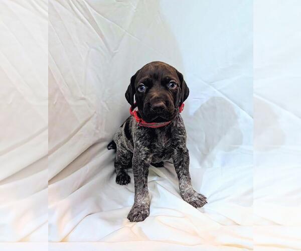 Medium Photo #2 German Shorthaired Pointer Puppy For Sale in CABOT, AR, USA