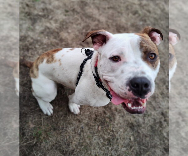 Medium Photo #14 Mutt Puppy For Sale in Minneapolis, MN, USA