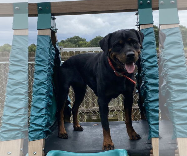 Medium Photo #2 Rottweiler Puppy For Sale in Mooresville, NC, USA