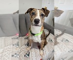 Small #7 Catahoula Leopard Dog Mix