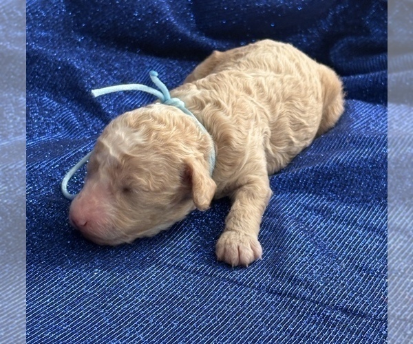 Medium Photo #6 Goldendoodle (Miniature) Puppy For Sale in SAINT MARYS, KS, USA