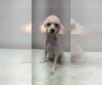 Small Photo #1 Poodle (Miniature) Puppy For Sale in CENTRALIA, IL, USA