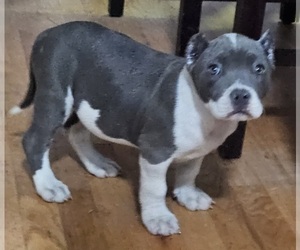 American Bully Puppy for sale in RICHMOND, VA, USA