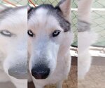 Small Photo #11 Siberian Husky Puppy For Sale in Apple Valley, CA, USA