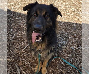 German Shepherd Dog Dogs for adoption in Waterford, VA, USA