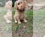 Small Photo #12 Goldendoodle-Poodle (Standard) Mix Puppy For Sale in OVIEDO, FL, USA