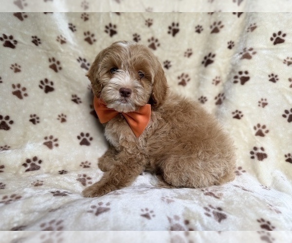 Medium Photo #3 Cockapoo (Miniature) Puppy For Sale in LAKELAND, FL, USA