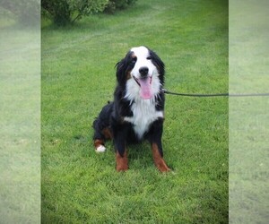 Mother of the Bernese Mountain Dog puppies born on 08/21/2024