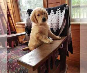 Golden Retriever Puppy for sale in NORWOOD, MO, USA