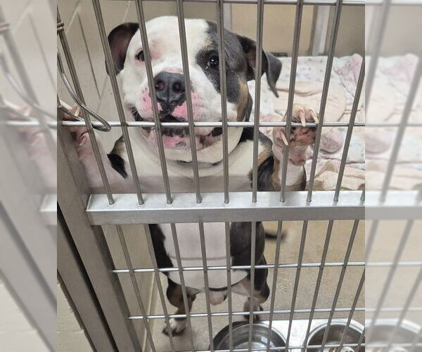 Medium Photo #1 Mutt Puppy For Sale in Decatur, IL, USA