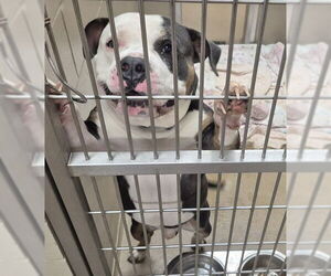 Mutt Dogs for adoption in Decatur, IL, USA