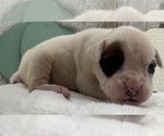 Small #3 Boxer