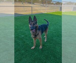German Shepherd Dog-Unknown Mix Dogs for adoption in Grand Prairie, TX, USA