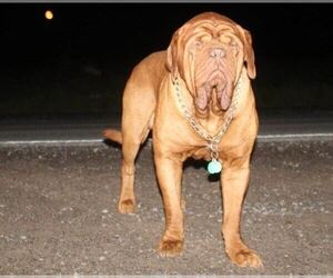 Father of the Dogue de Bordeaux puppies born on 01/01/2023