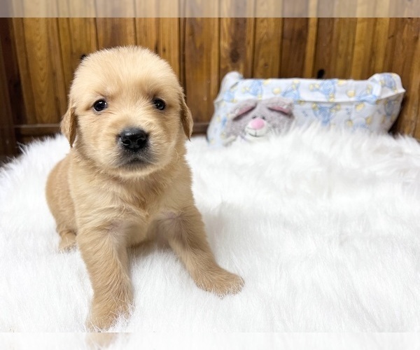 Medium Photo #3 Golden Retriever Puppy For Sale in NEOLA, WV, USA