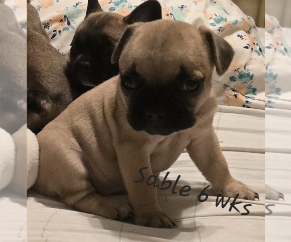 Medium Photo #1 French Bulldog Puppy For Sale in EDISON, NJ, USA