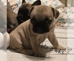 Puppy Sable French Bulldog