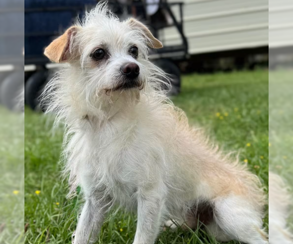 Medium Photo #2 Chihuahua-Unknown Mix Puppy For Sale in Cranston, RI, USA