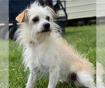 Small #1 Chihuahua Mix