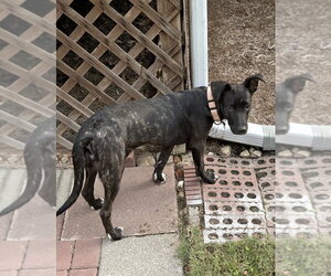 Borador Dogs for adoption in Boston, MA, USA