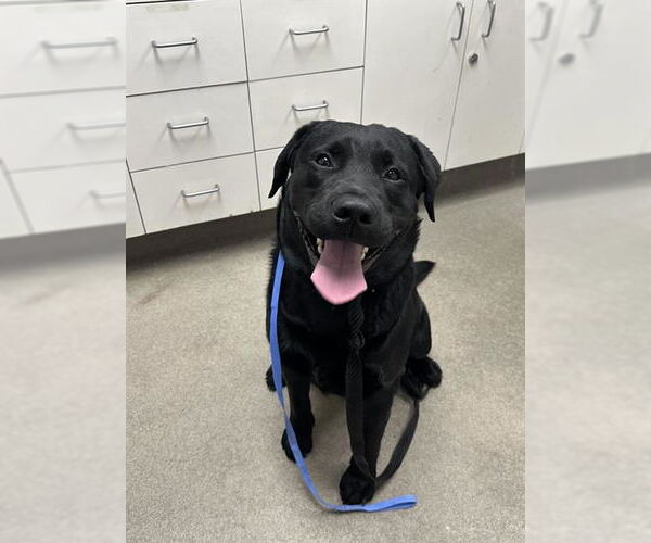 Medium Photo #1 Labrador Retriever-Unknown Mix Puppy For Sale in San Diego, CA, USA