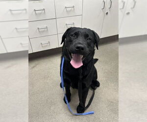 Labrador Retriever-Unknown Mix Dogs for adoption in San Diego, CA, USA