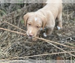 Small Photo #9 Labradoodle Puppy For Sale in HILLSDALE, MI, USA