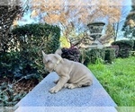 Small Photo #178 French Bulldog Puppy For Sale in HAYWARD, CA, USA