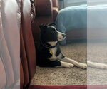 Small #4 Border Collie Mix