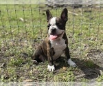 Small #4 French Bulldog
