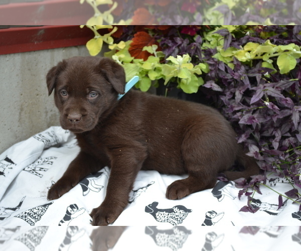 Medium Photo #5 Labrador Retriever Puppy For Sale in GREENWOOD, WI, USA