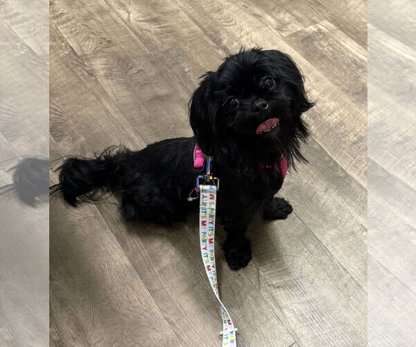 Medium Photo #2 Shih Tzu Puppy For Sale in Wheaton, IL, USA